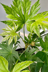 A detailed look at the Fatsia Japonica 8".