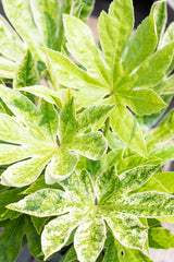 Close up of Fatsia japonica 'Variegata' leaves