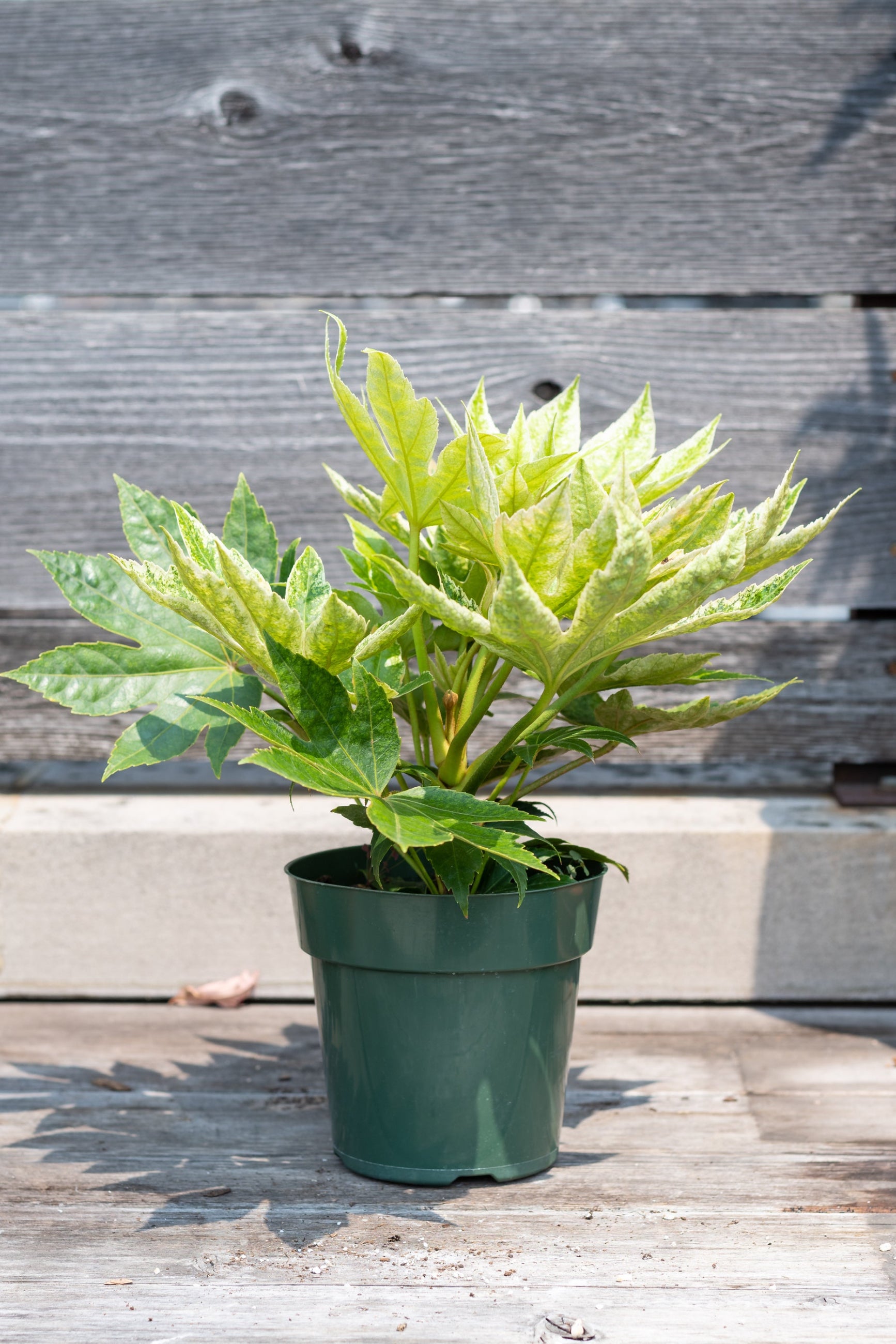 fatsia japonica variegata Fatsia japonica 'Variegata' 6