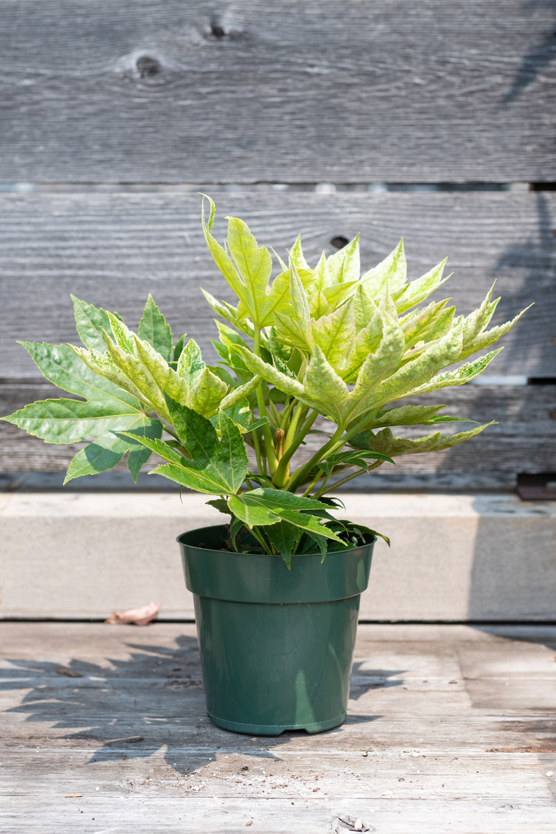 Fatsia japonica 'Variegata' in grow pot in front of grey wood background