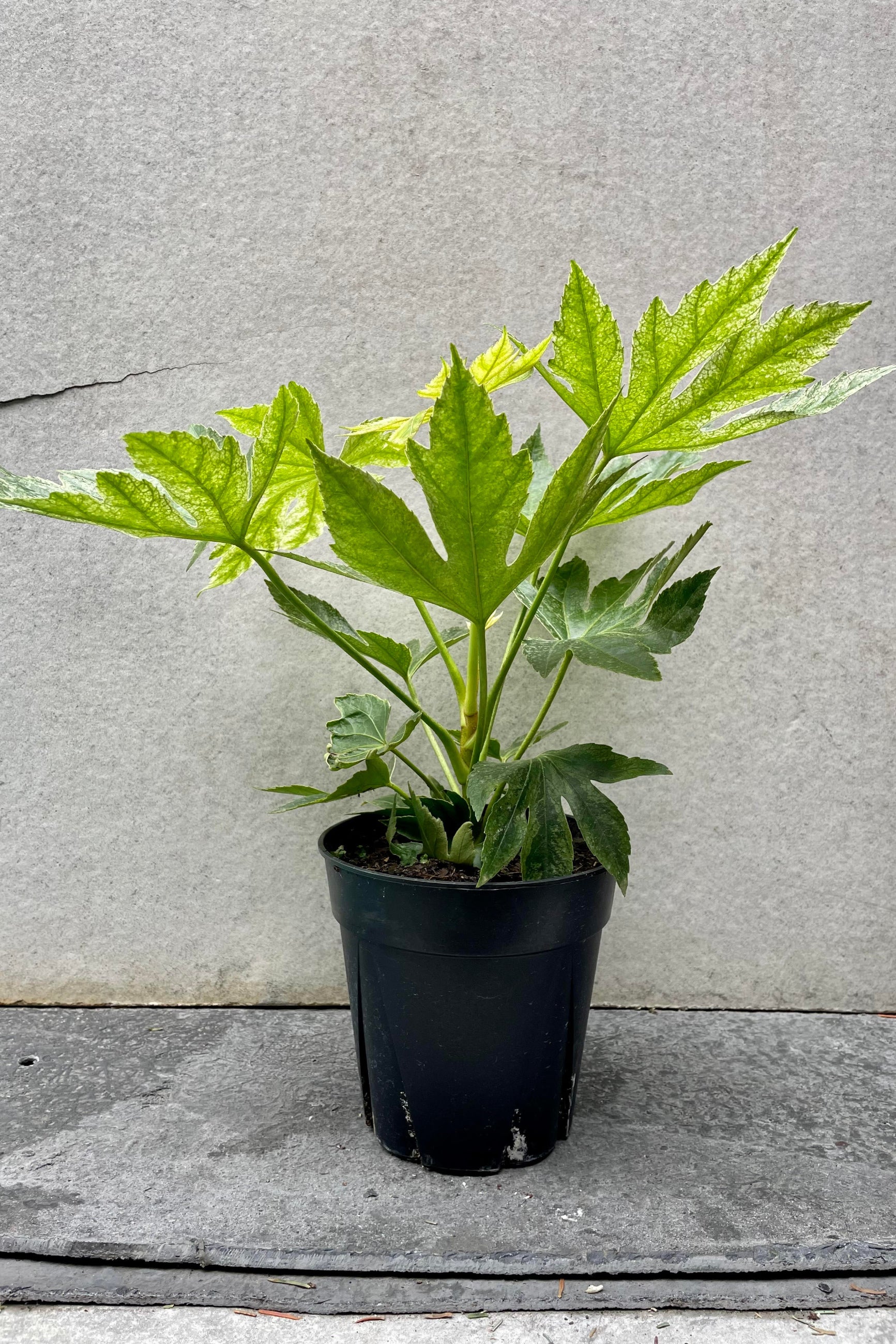 The Fatsia japonica 'Spider Web' sits against a grey backdrop in a 6 inch growers pot. ©Sprout Home