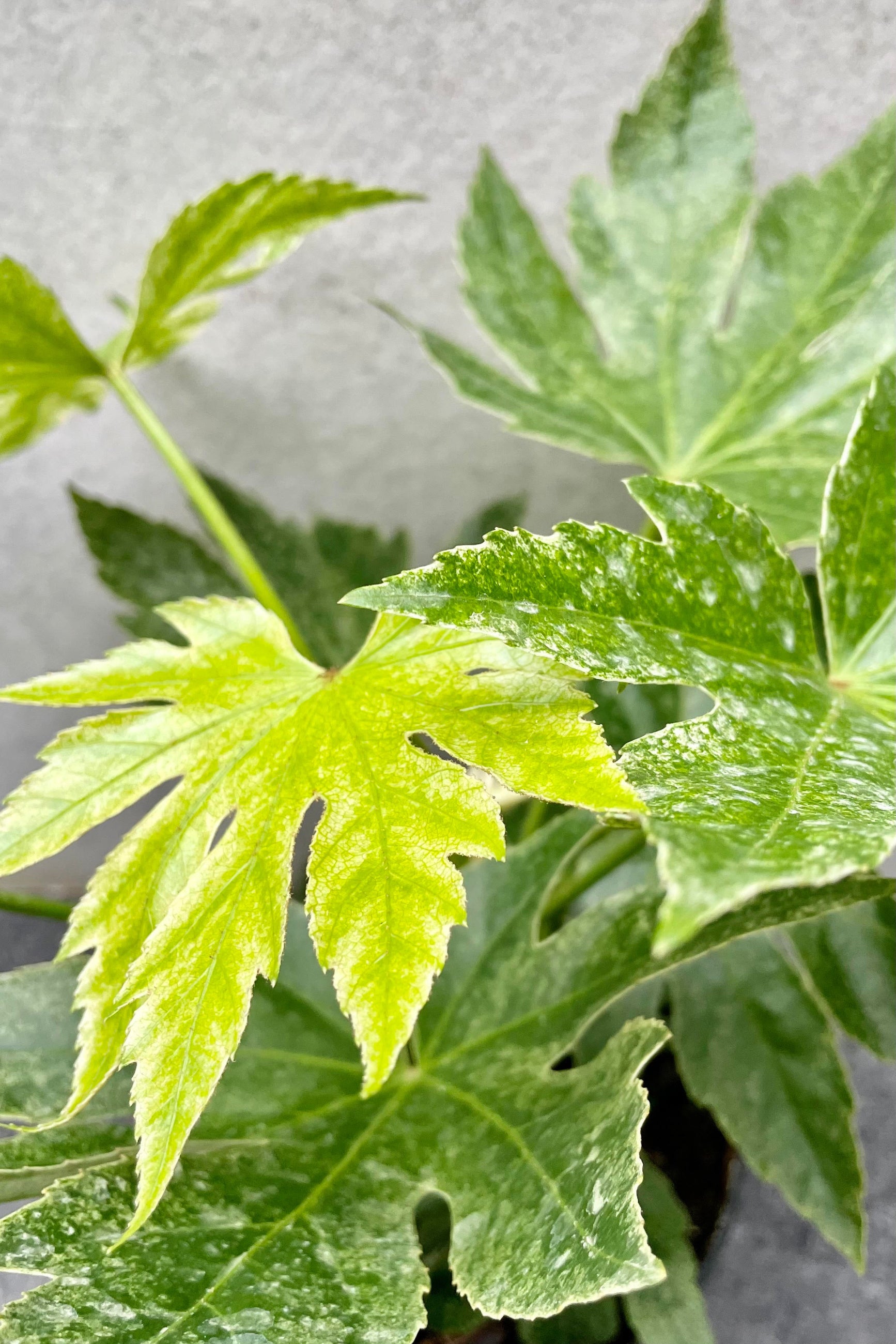 A detailed look at the Fatsia japonica 'Spider Web'. ©Sprout Home