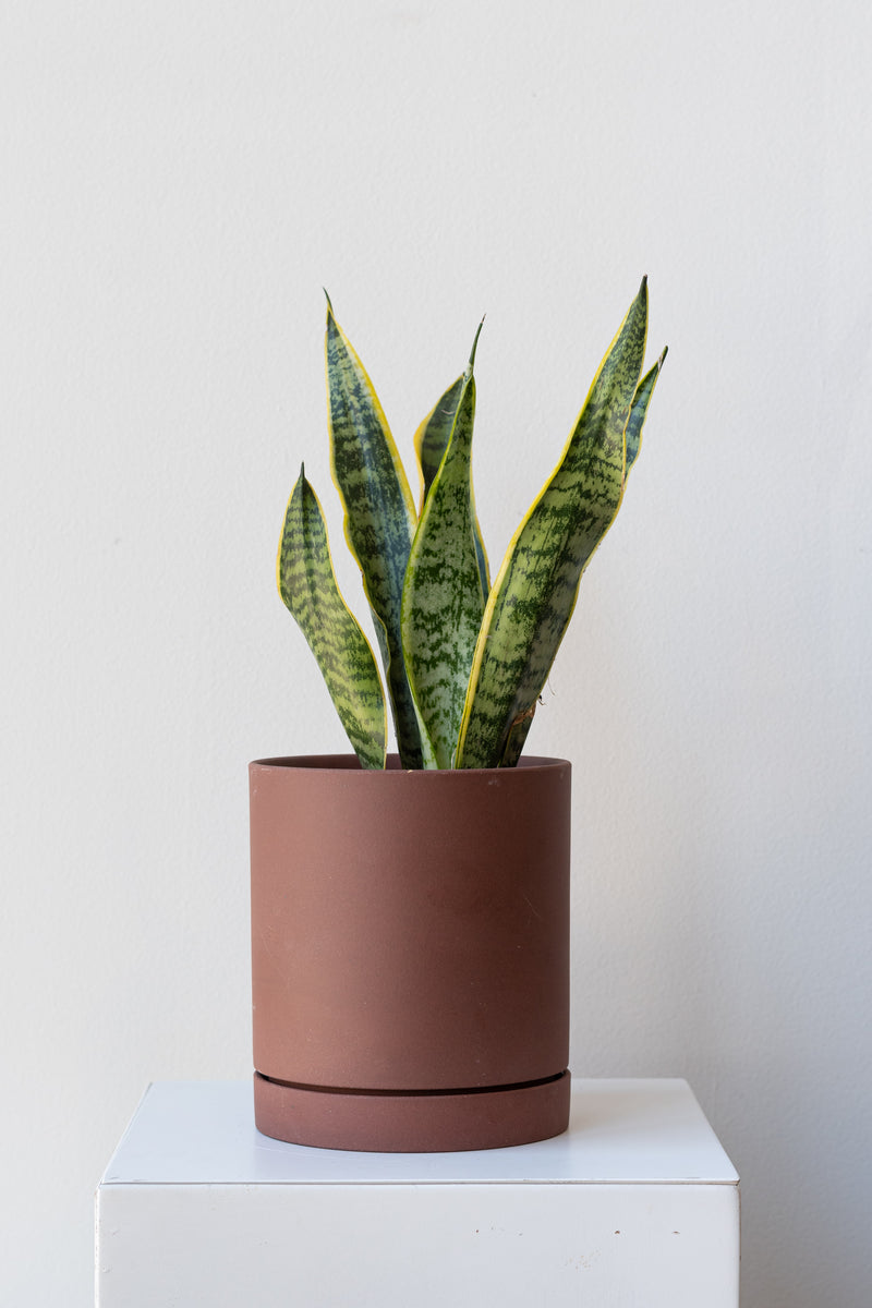 Rust medium Sekki plant pot by Ferm Living on a white pedestal in front of a white background. Inside the planter is a small snake plant