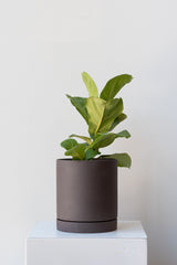 Charcoal medium Sekki plant pot by Ferm Living on a white pedestal in front of a white background. Inside the planter is a small fiddle leaf fig plant