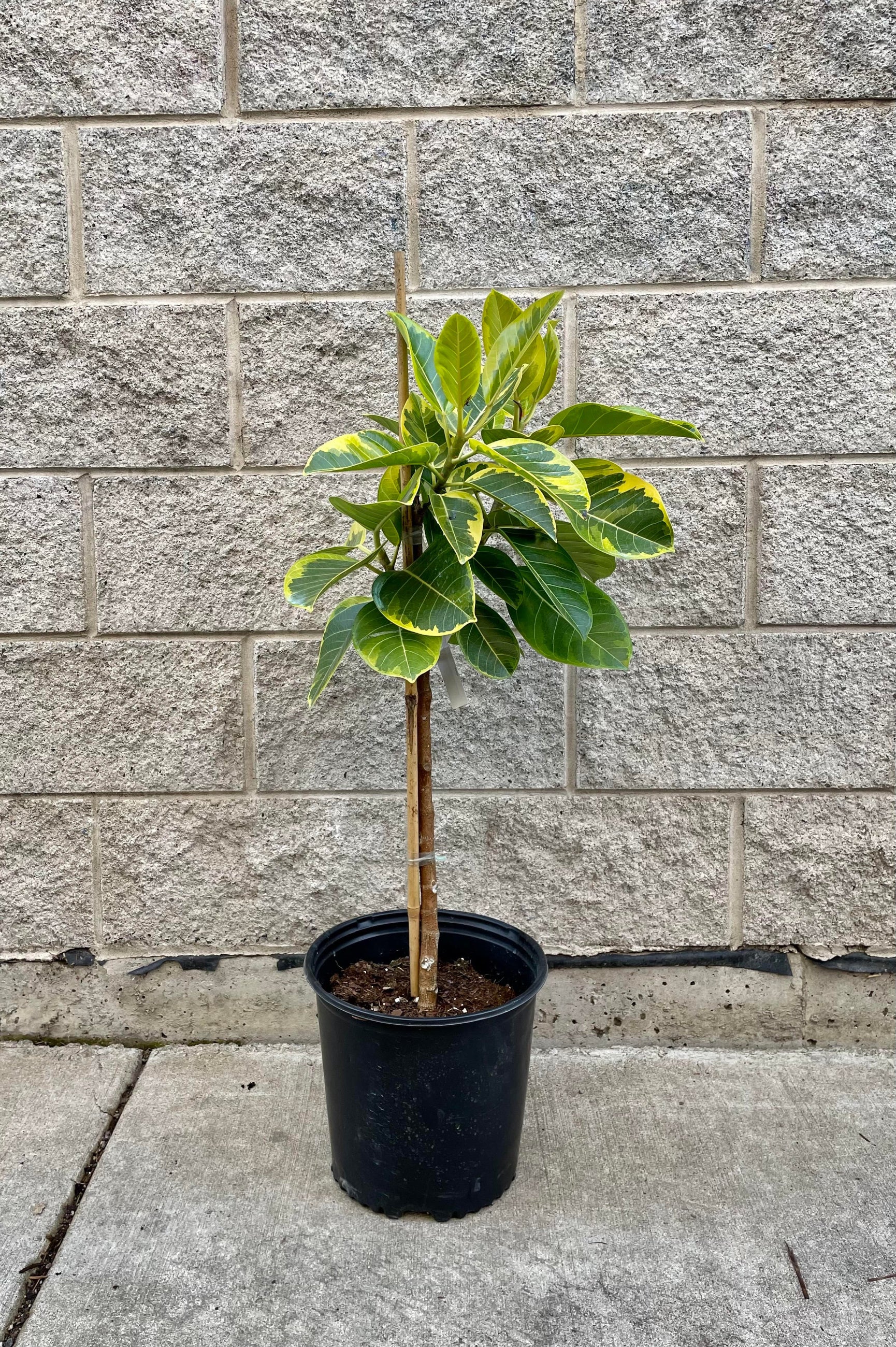 The Ficus altissima 'Golden Gem' 10" sits against a grey brick wall. ©Sprout Home 