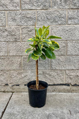 The Ficus altissima 'Golden Gem' 10" sits against a grey brick wall.