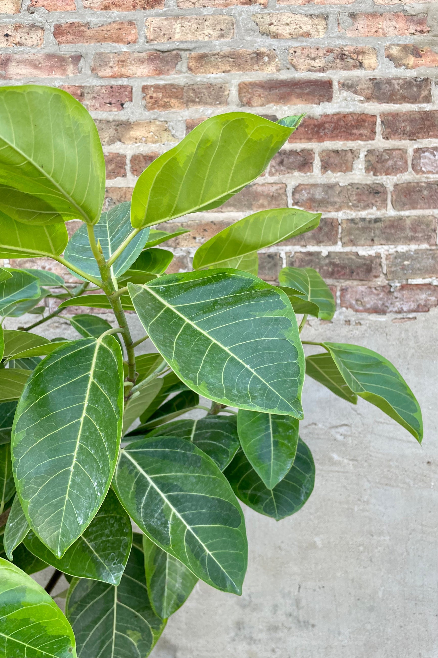 Ficus altissima 'Golden Gem' 17" detail of variegated green leaves against a brick and grey wall. ©Sprout Home