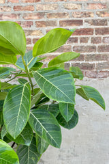 Ficus altissima 'Golden Gem' 17" detail of variegated green leaves against a brick and grey wall.