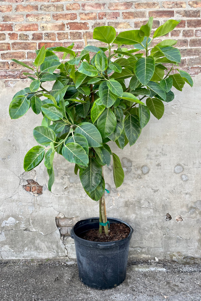 Ficus altissima 'Golden Gem' 17" growers pot with variegated green tree leaves against a brick and grey wall.