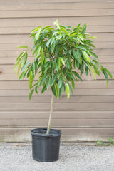 Ficus 'Amstel King' in grow pot in front of brown garage door