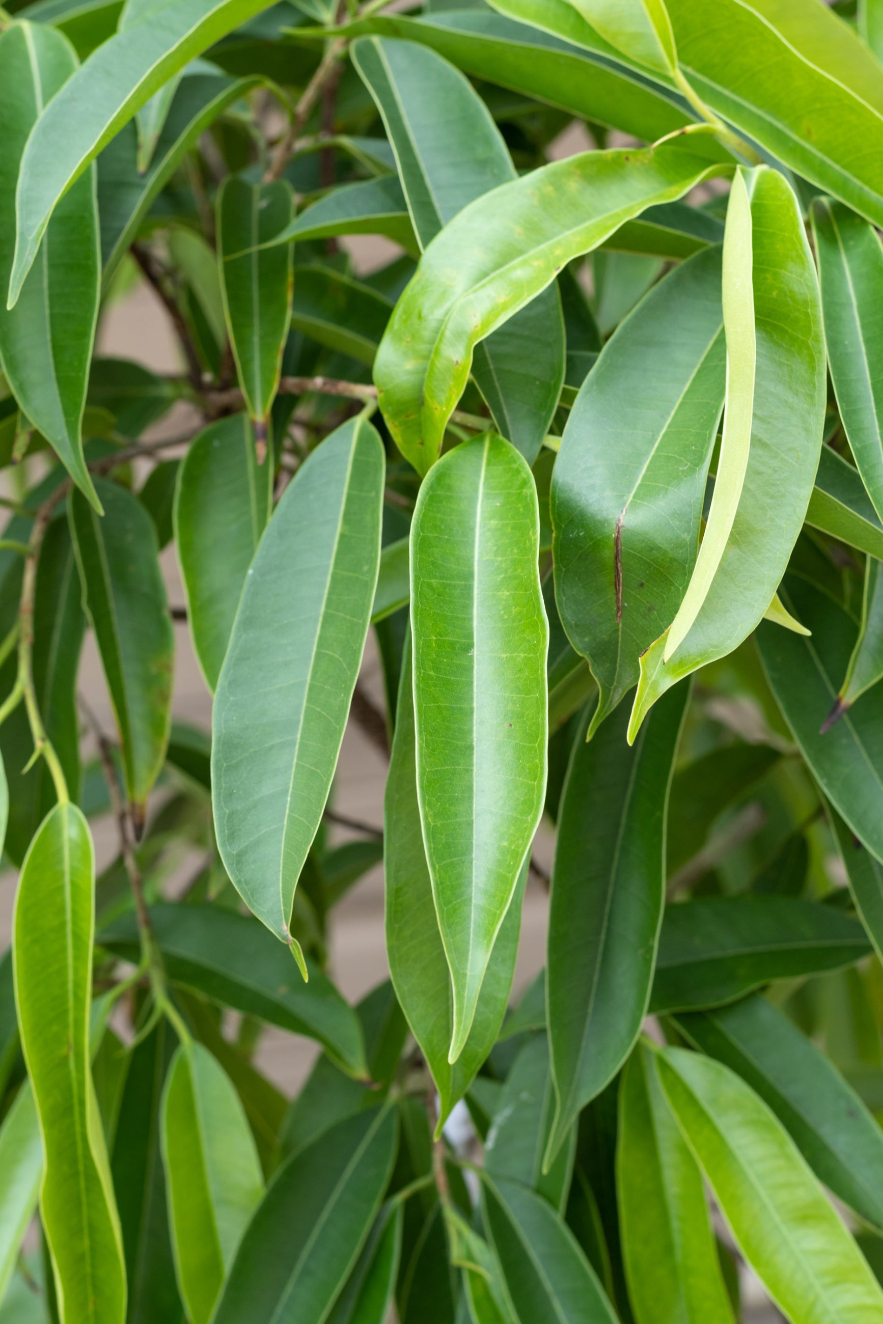 Close up of Ficus 'Amstel King' leaves ©Sprout Home
