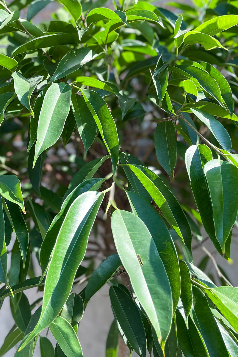 Photo of long green leaves of Ficus Amstel King at Sprout Home