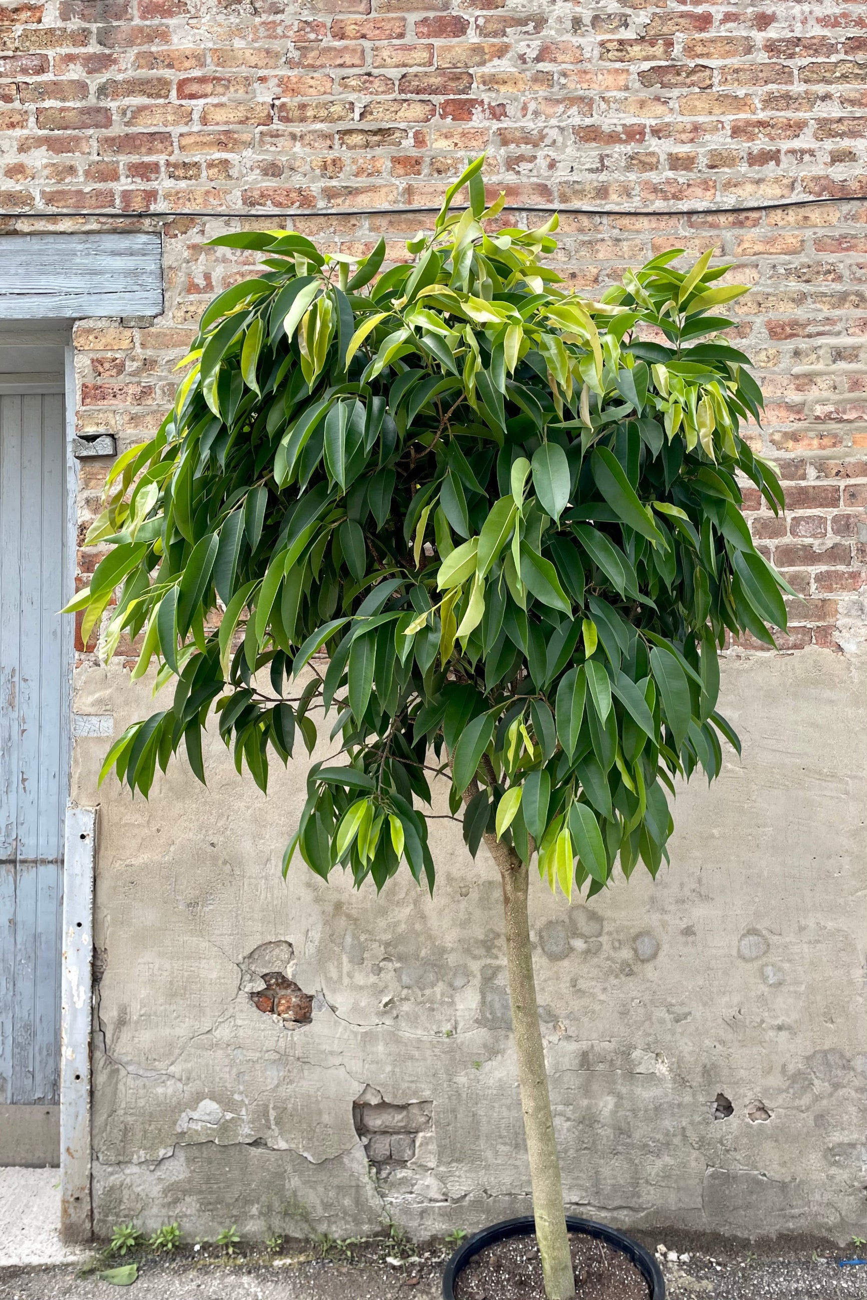 Photo of Ficus Amstel King at Sprout Home against brick wall showing trunk and arbor ©Sprout Home