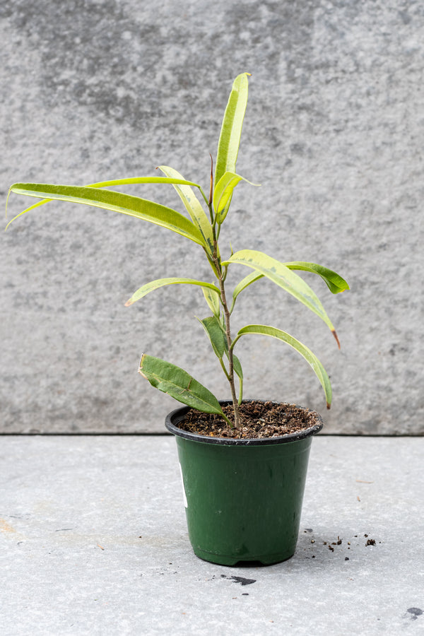 Ficus maclellandii 'Alii Variegated' 4"