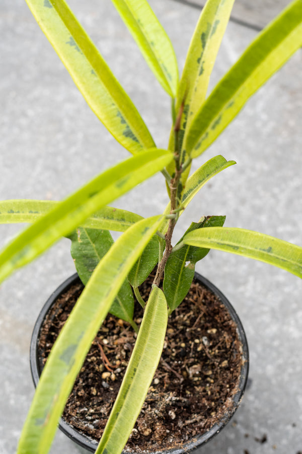 Ficus maclellandii 'Alii Variegated' 4"