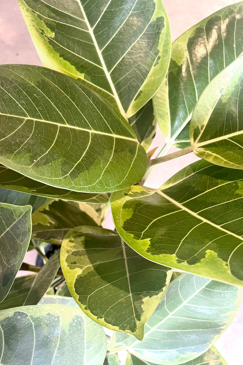 A detailed view of Ficus altissima 10" 