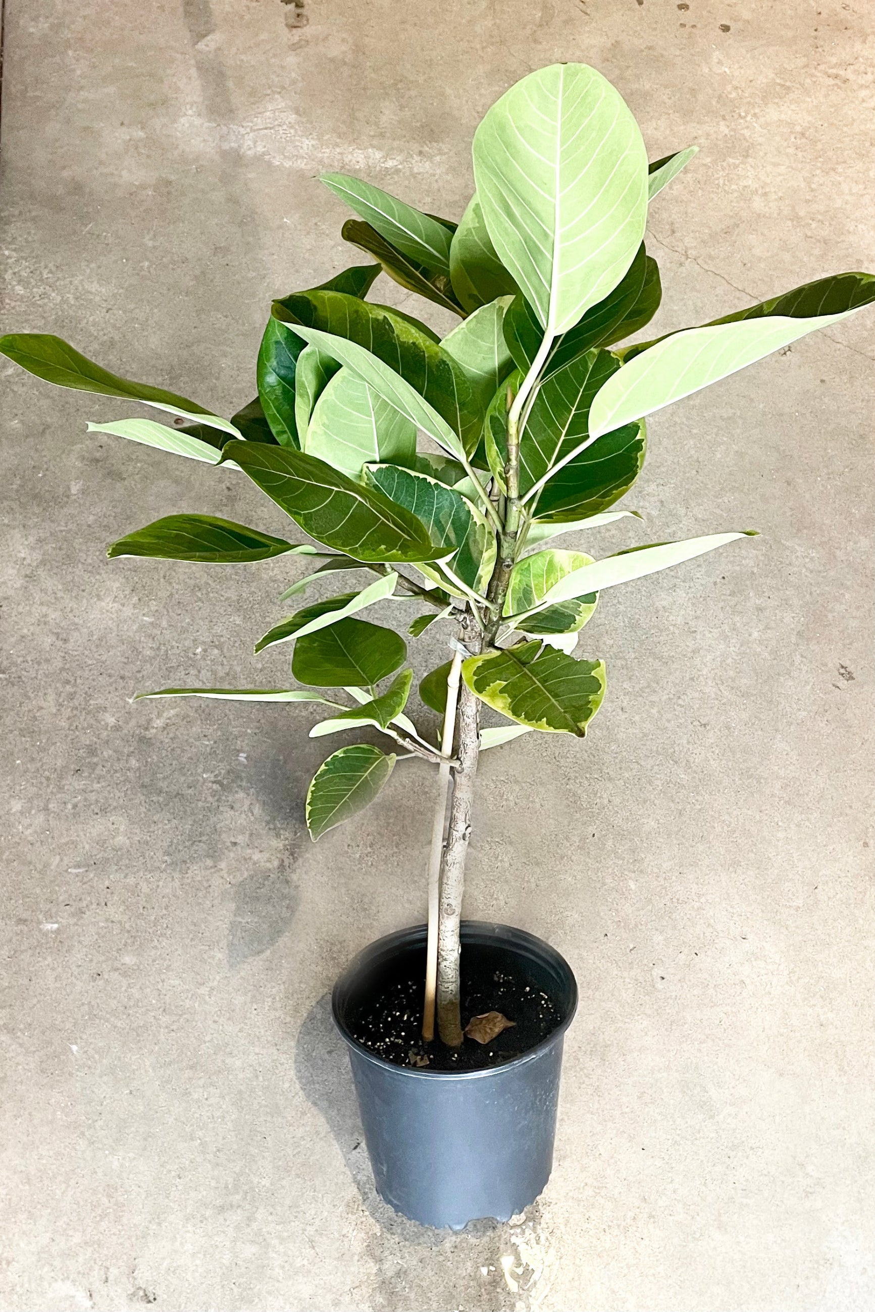 A full view of Ficus altissima 10" against a concrete backdrop ©Sprout Home