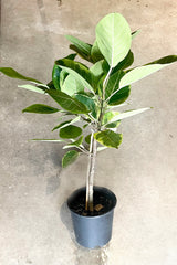 A full view of Ficus altissima 10" against a concrete backdrop