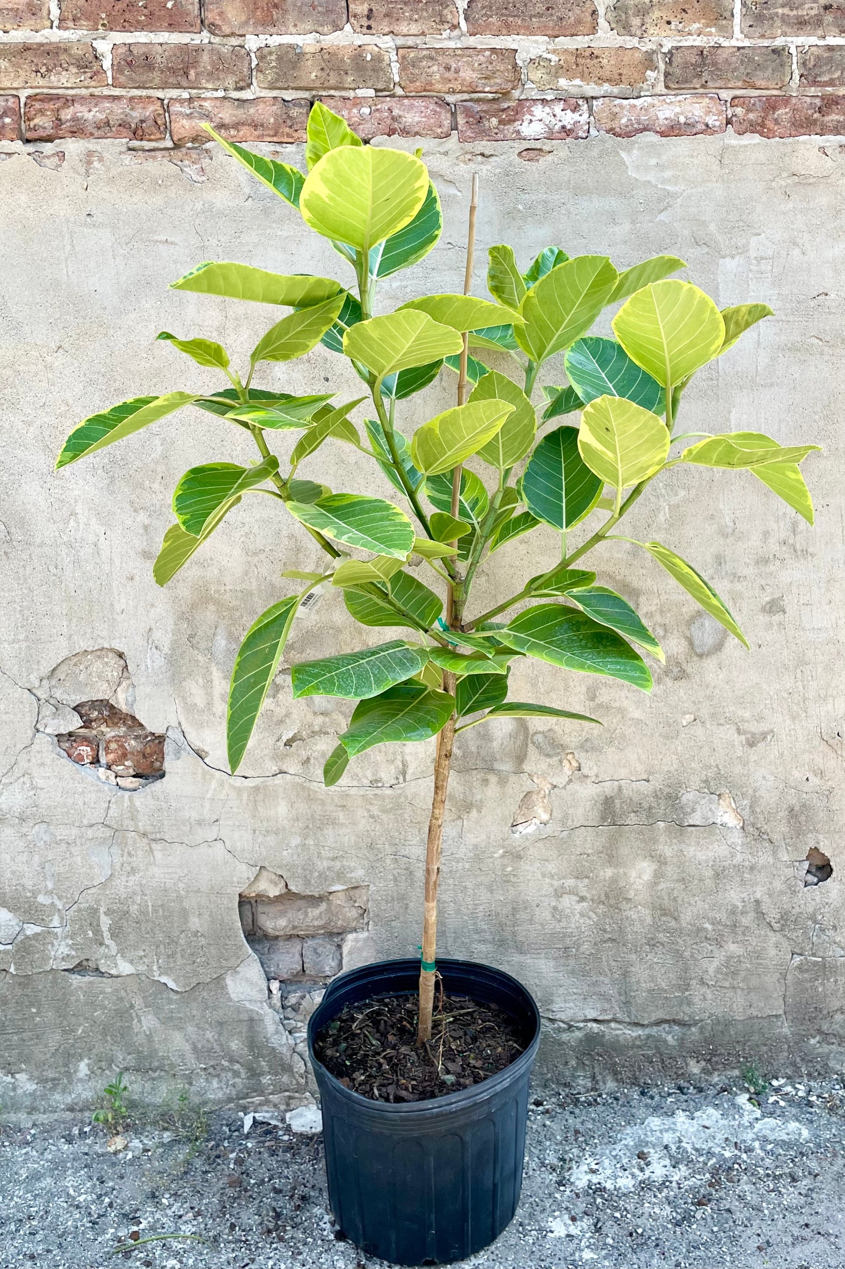 Ficus altissima in a 14" growers pot showing is green and yellow variegated leaves against a concrete wall at Sprout Home. ©Sprout Home
