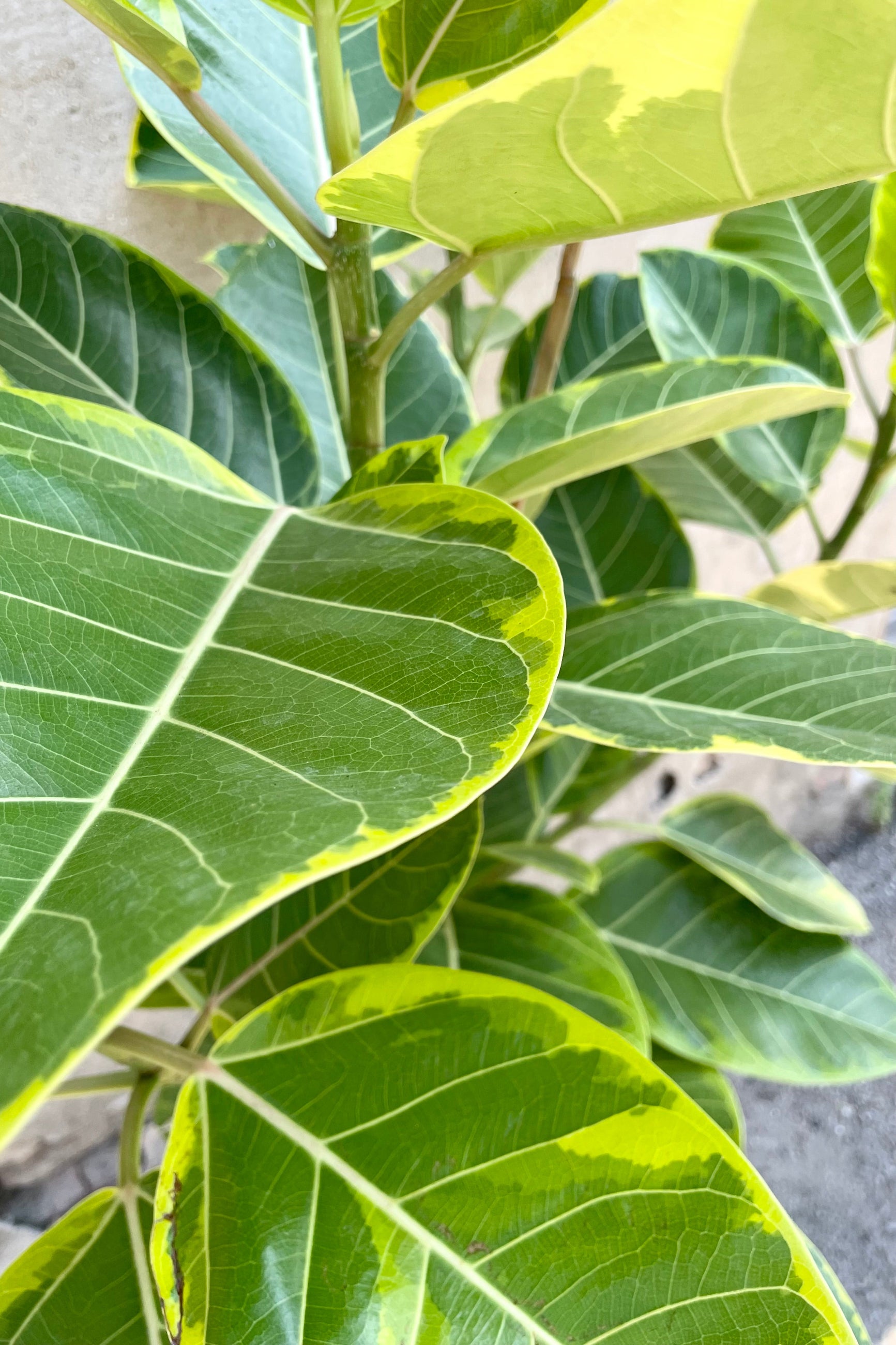 Ficus altissimo leaves up close and personal showing the green with yellow chartreuse variegation at Sprout Home. ©Sprout Home