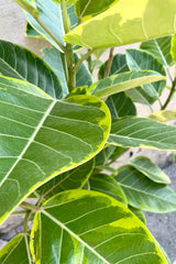 Ficus altissimo leaves up close and personal showing the green with yellow chartreuse variegation at Sprout Home.