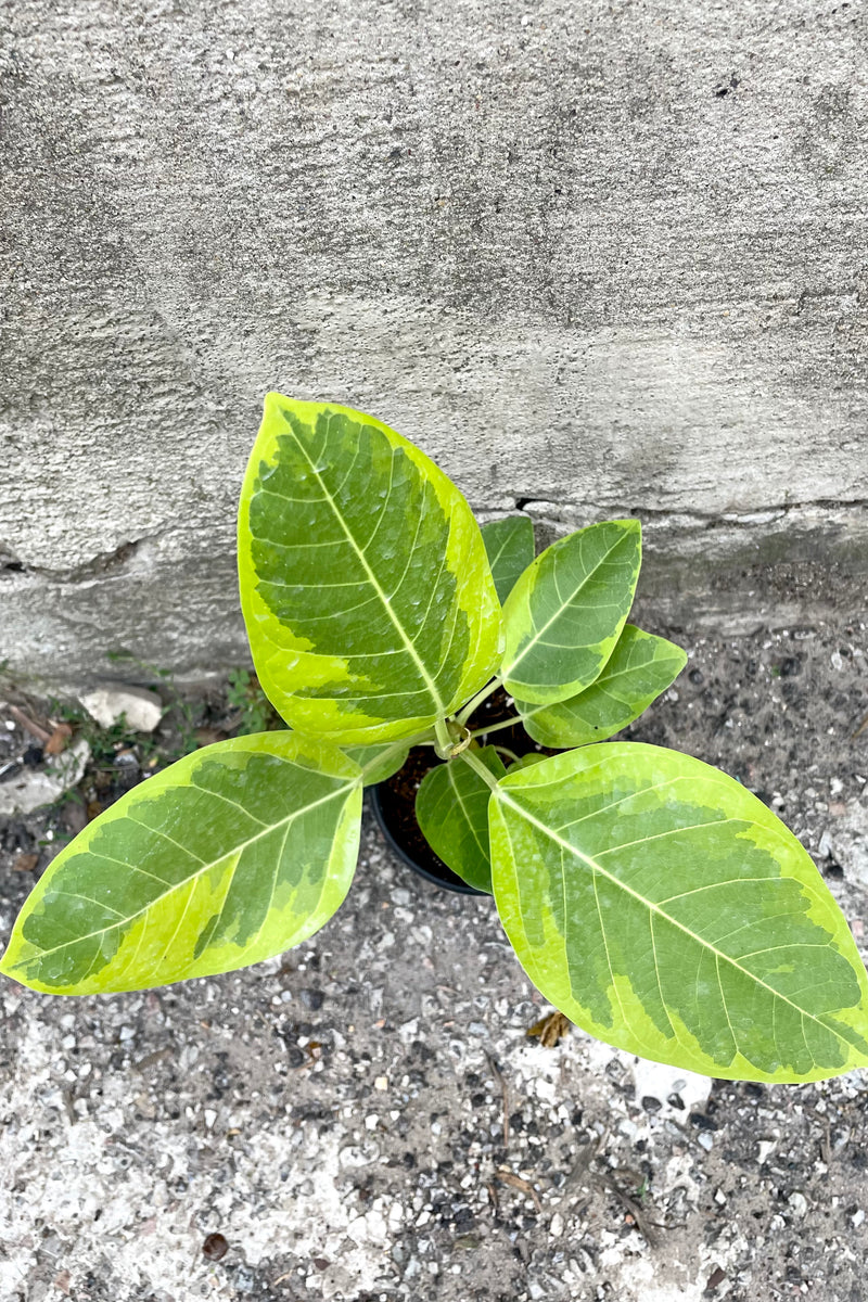 An overhead view of the leaves of the 4" Ficus altissima 'Yellow Gem' against a concrete backdrop