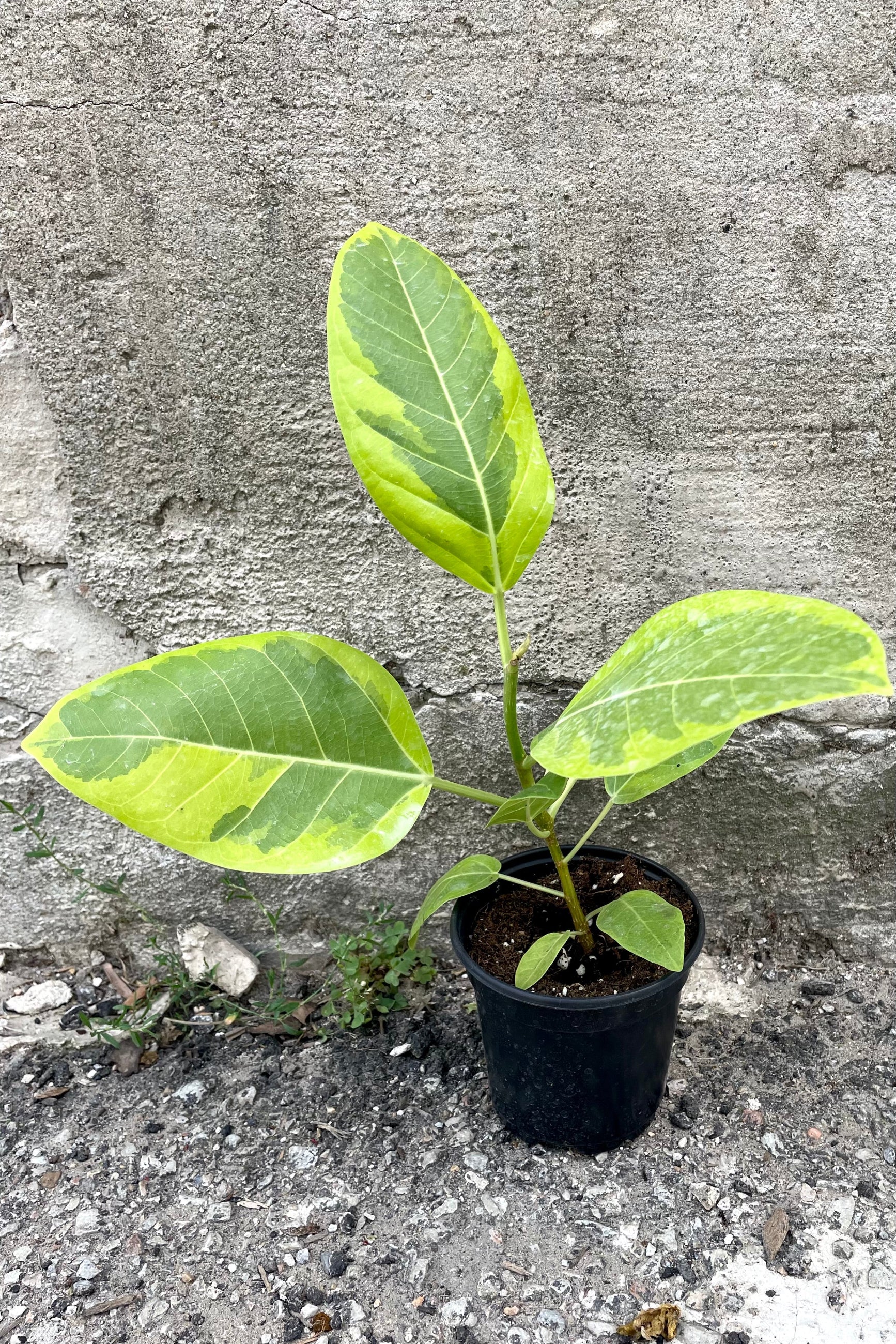 A full-body view of the 4" Ficus altissima 'Yellow Gem' against a concrete backdrop ©Sprout Home