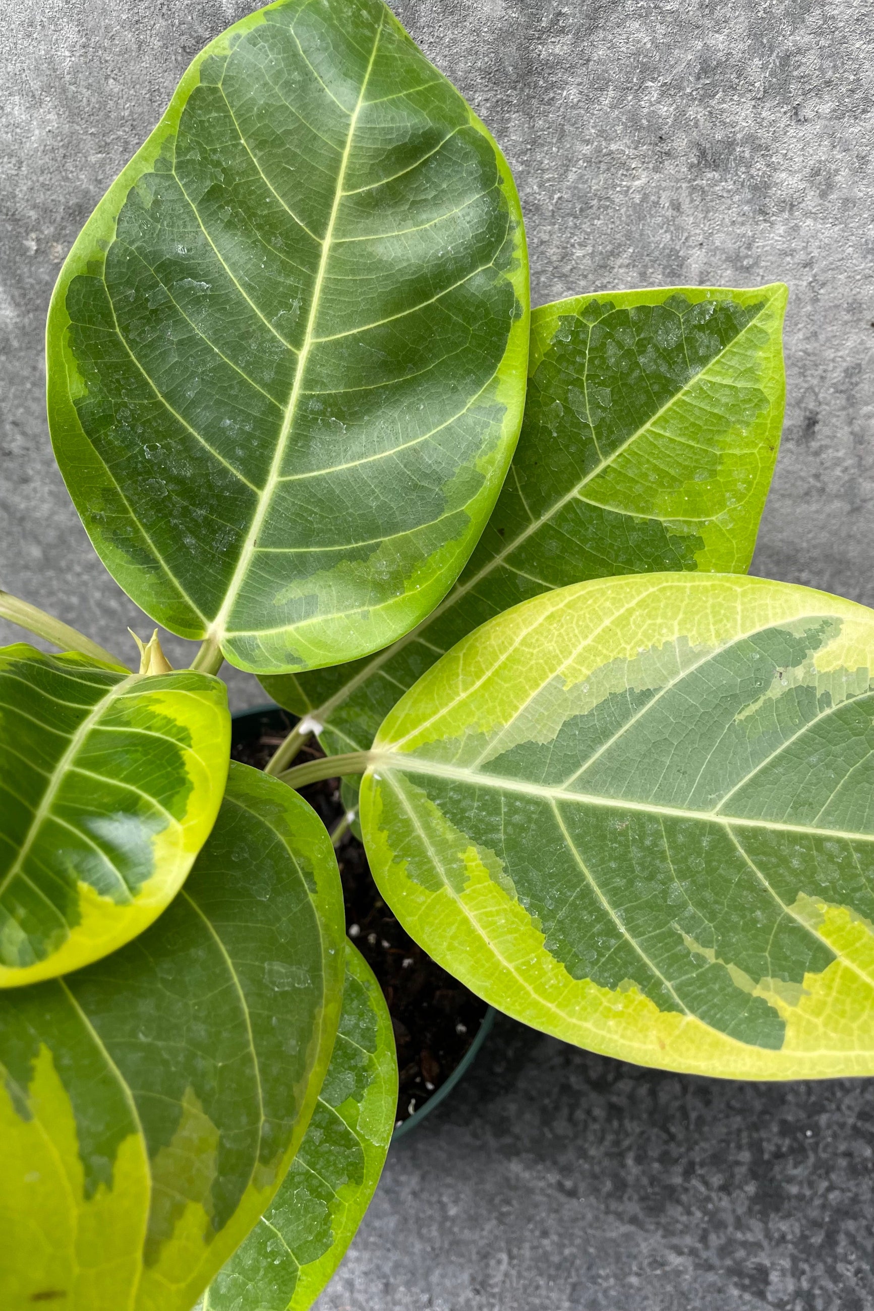 Ficus altissima 'Golden Gem' standard form 8