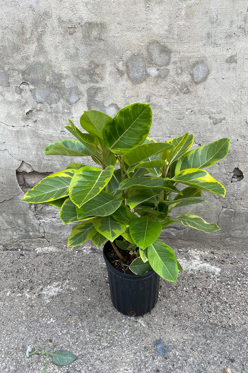 Ficus altissima 'Golden Gem' in grow pot in front of concrete background