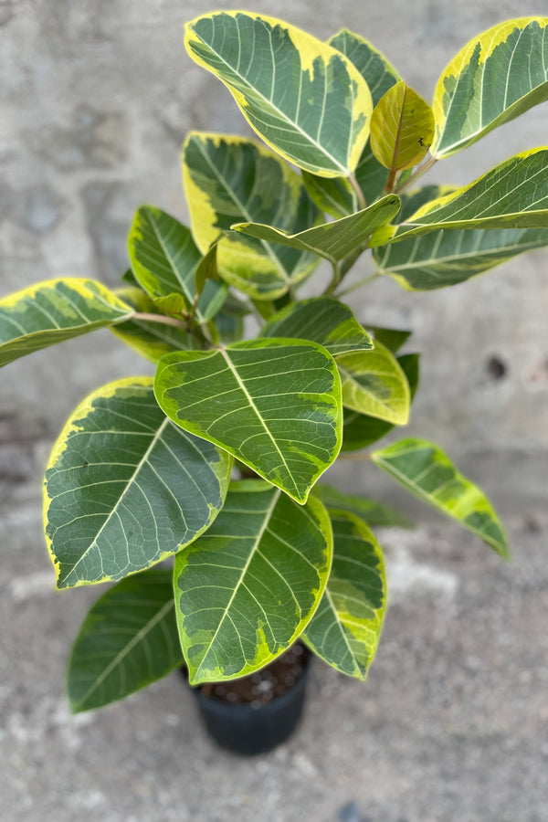 Close up of Ficus altissima 'Golden Gem' leaves