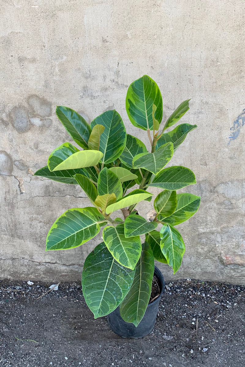 Ficus altissima 'Yellow Gem' standard in a 10" pot. 