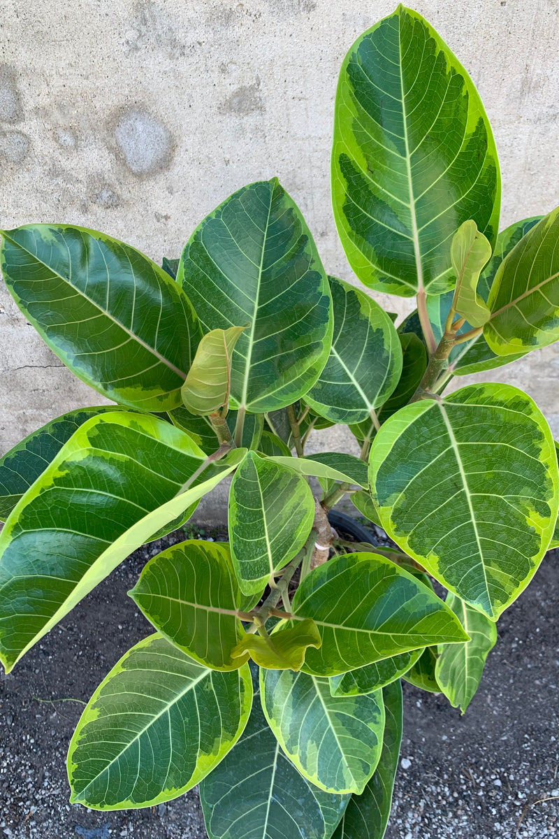 Detailed picture of the variegated leaves of the Ficus altissima 'Yellow Gem'. 