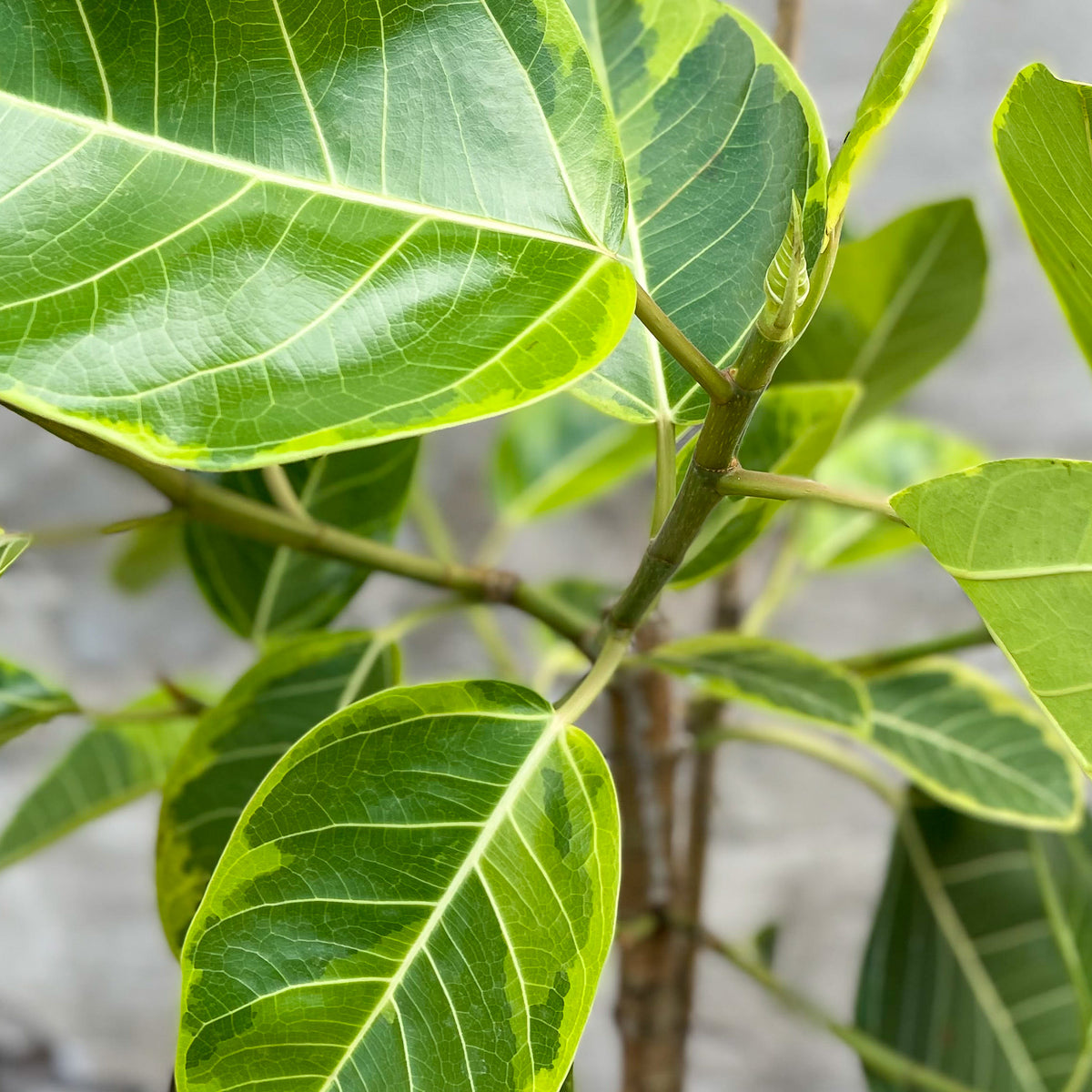ficus altissima yellow leaves Ficus altissima 'Yellow Gem' 12" standard form