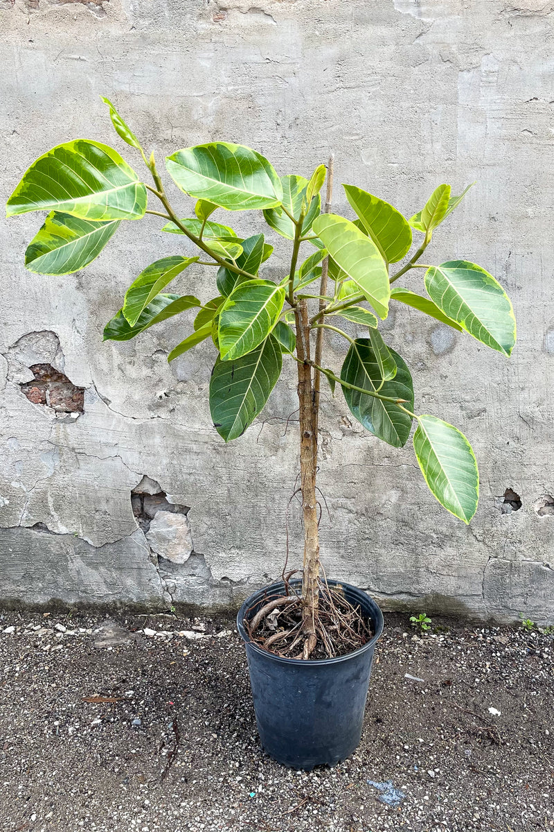 Ficus altissima 'Yellow Gem" 12" in front of concrete wall
