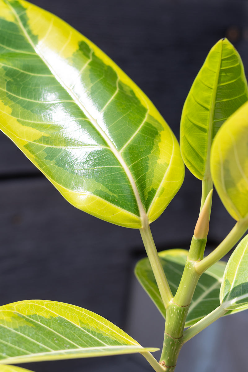 Details of Ficus altissima 'Yellow Gem' leaves