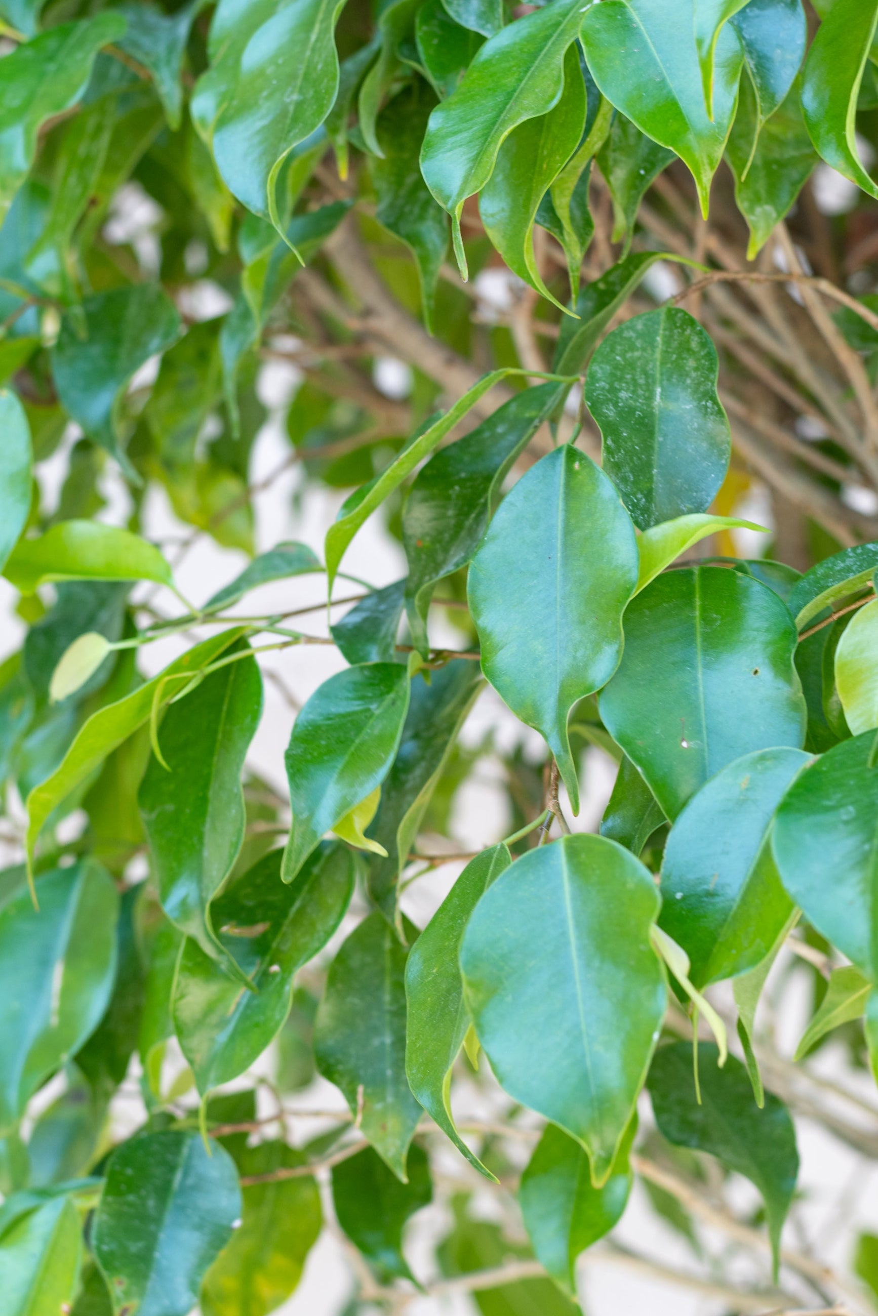 Close up of Ficus benjamina leaves ©Sprout Home