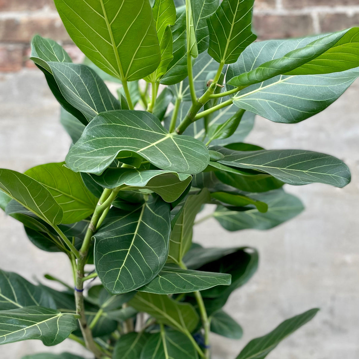 ficus audrey fruit Ficus benghalensis 'Audrey' standard form 14
