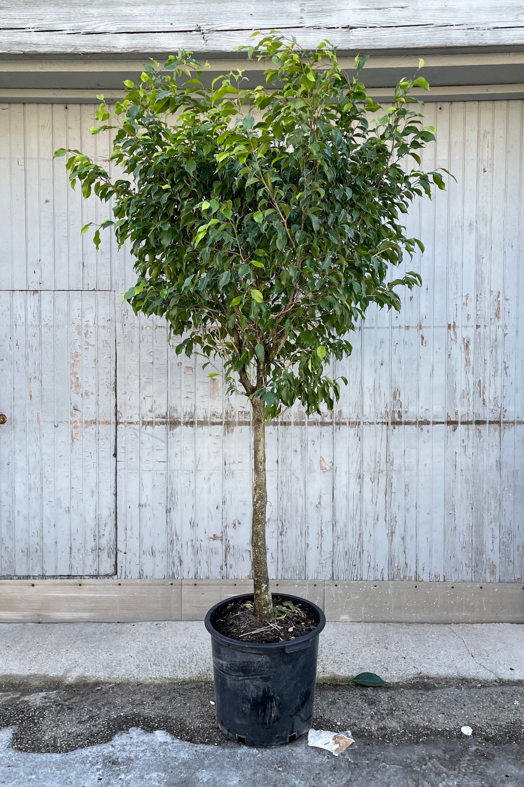 Ficus benjamina standard in a 17" growers pot at Sprout Home.  ©Sprout Home