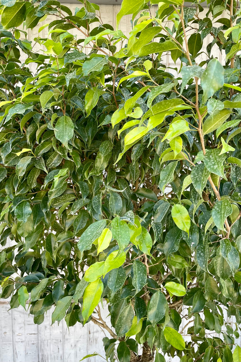 Detail picture of the ovate green leaves of a mature Ficus benjamina at Sprout Home.