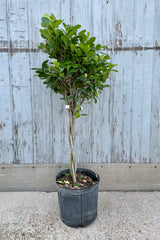 A full view of Ficus benjamina 'Daniella' 10" in grow pot against wooden backdrop