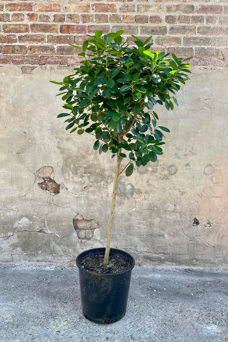 The Ficus benjamina "Danellia" sits pretty in its 14 inch growers pot against a brick wall.