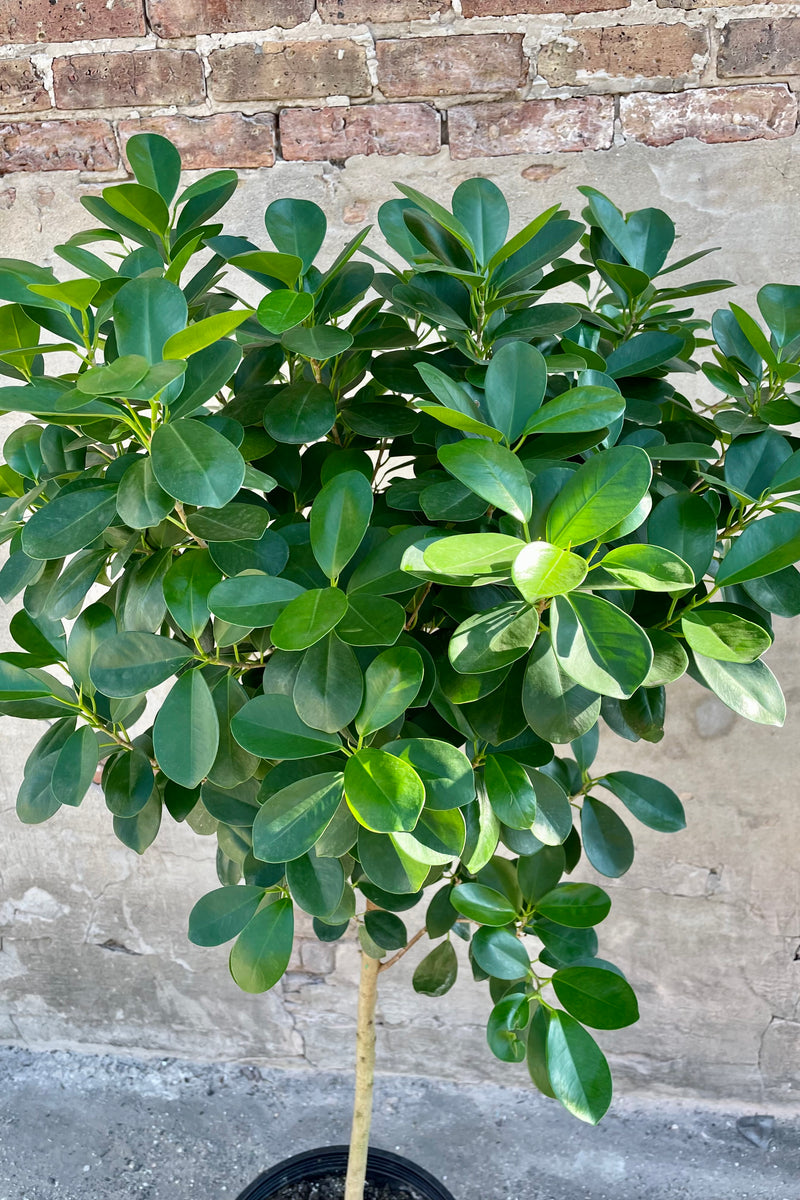 This "Daniellia" variety of Ficus benjamina boasts a thick bunch of oval leaves.