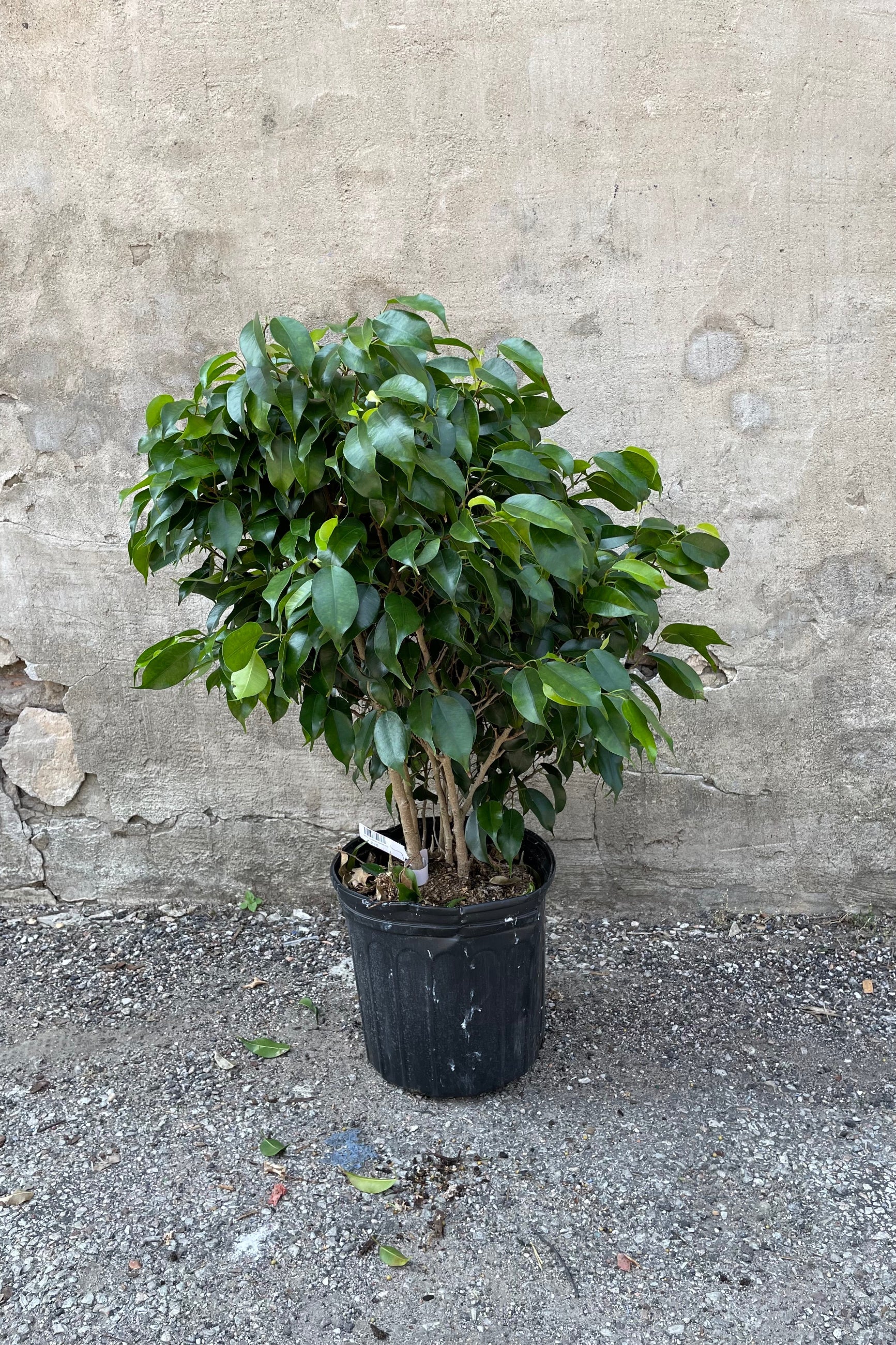 Ficus benjamina 'Midnight' in a 10" growers pot against a grey wall.  ©Sprout Home