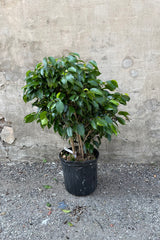 Ficus benjamina 'Midnight' in a 10" growers pot against a grey wall. 
