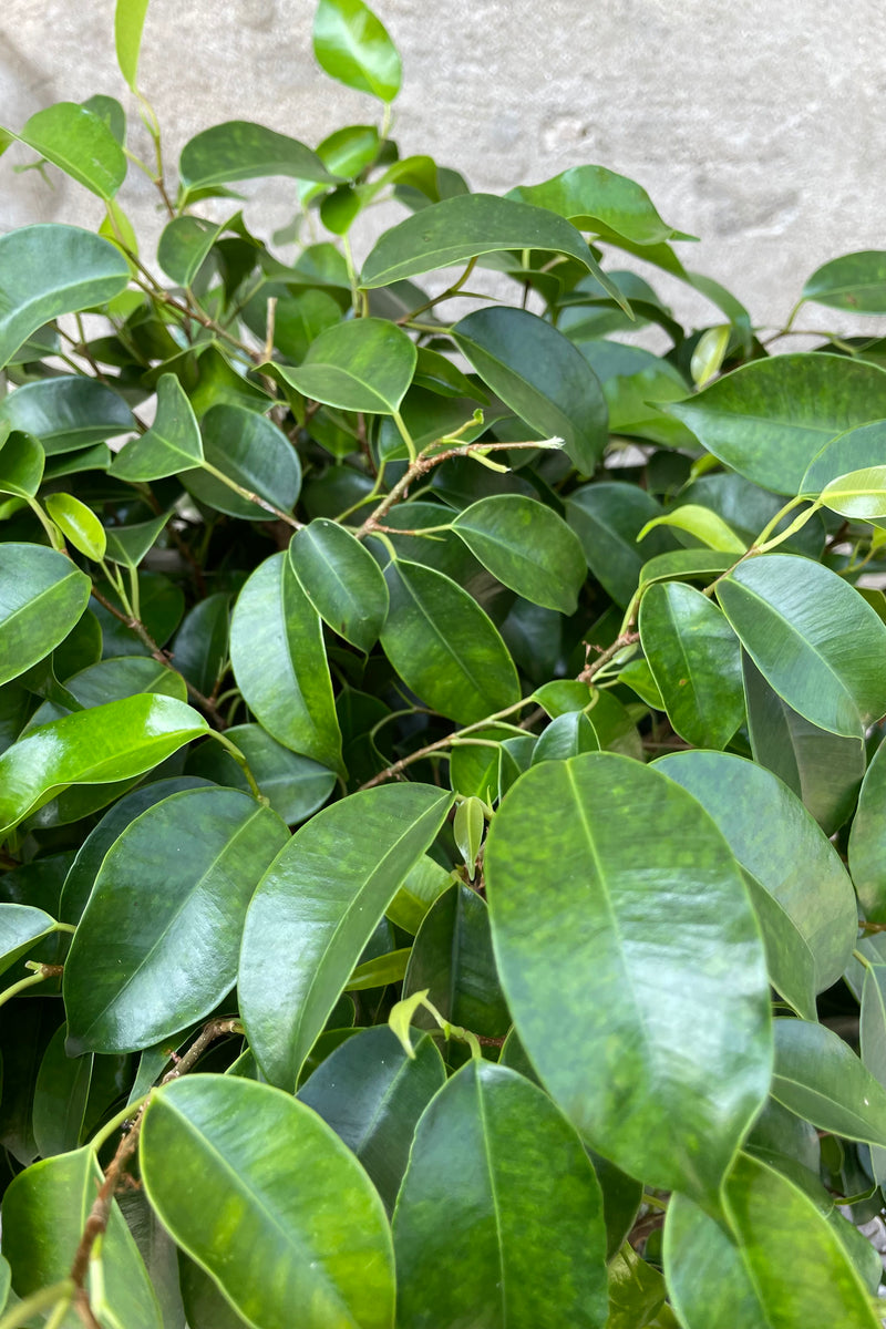Detail picture of the ovate green leaves of the Ficus 'Midnight'