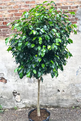 Ficus benjamina 'Midnight' in grow pot in front of concrete and brick wall