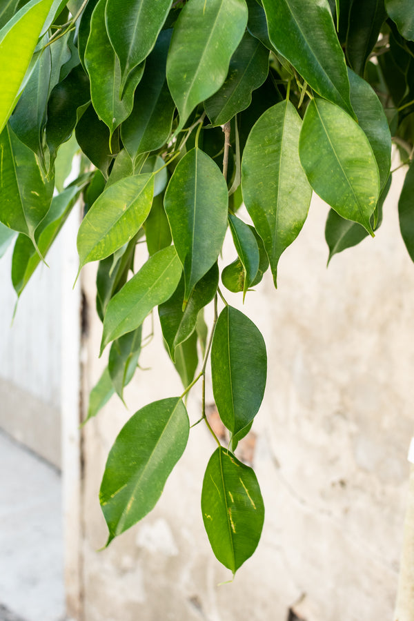Ficus benjamina nuda standard form 14"