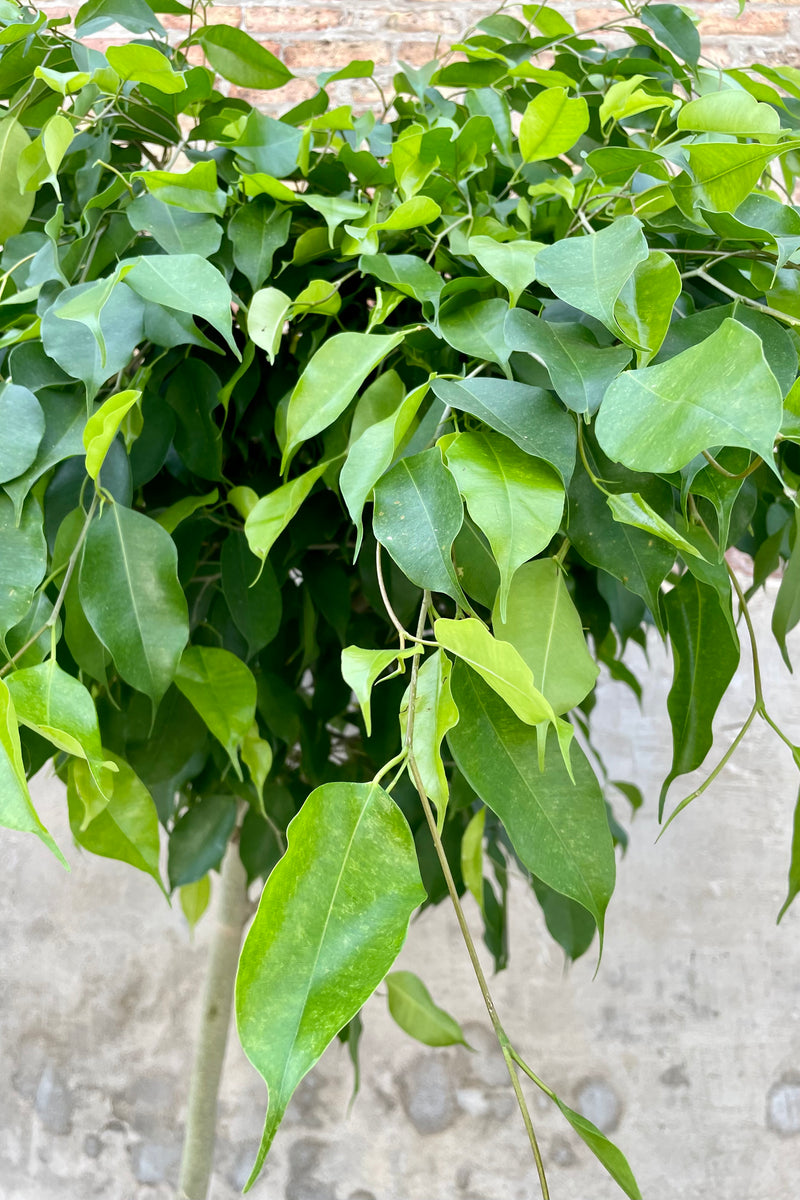 Ficus benjamina nuda 17" detail of bright green tree leaves against a grey wall.