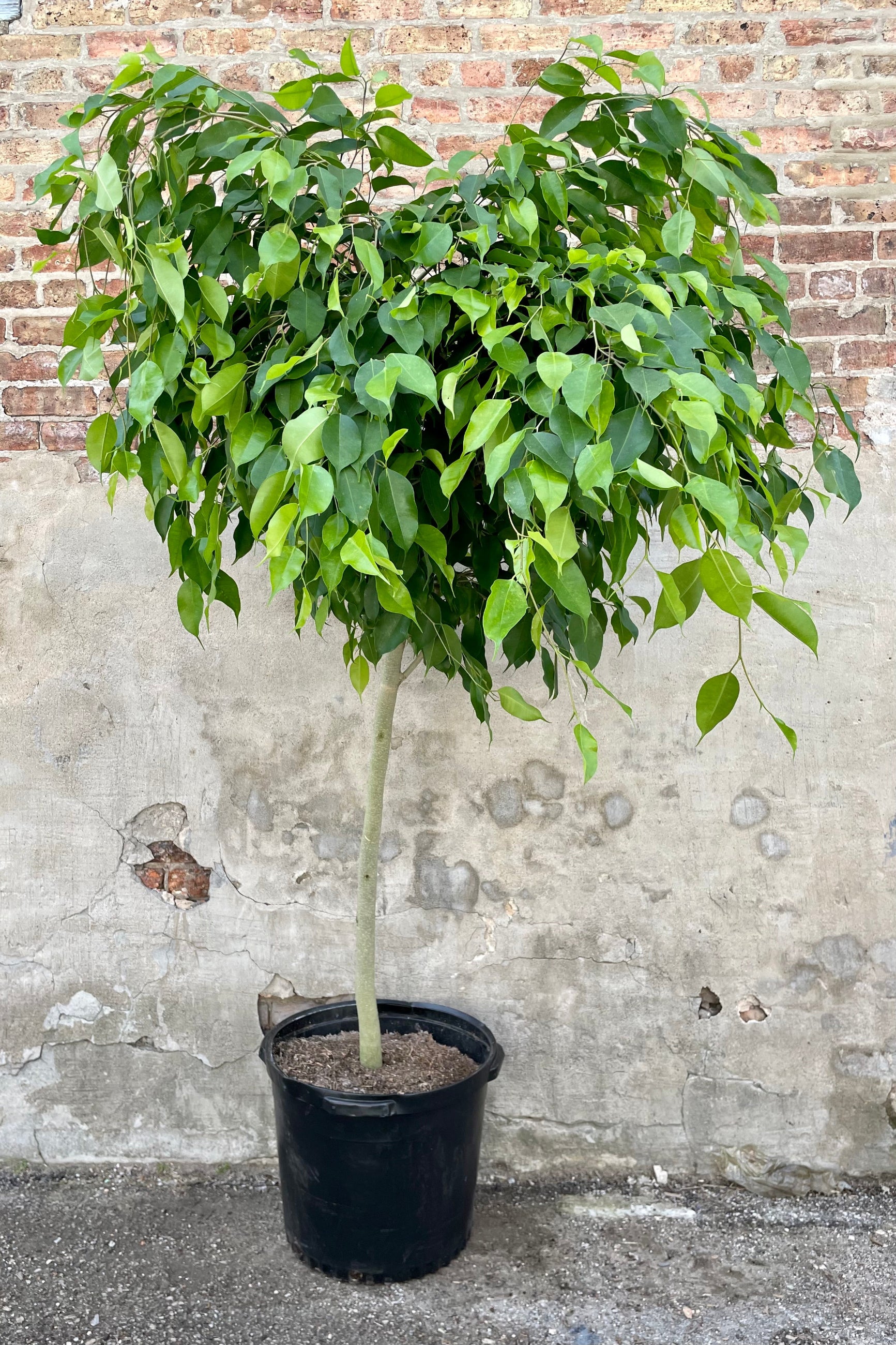 Ficus benjamina nuda 17" growers pot with bright green tree leaves against a grey wall. ©Sprout Home