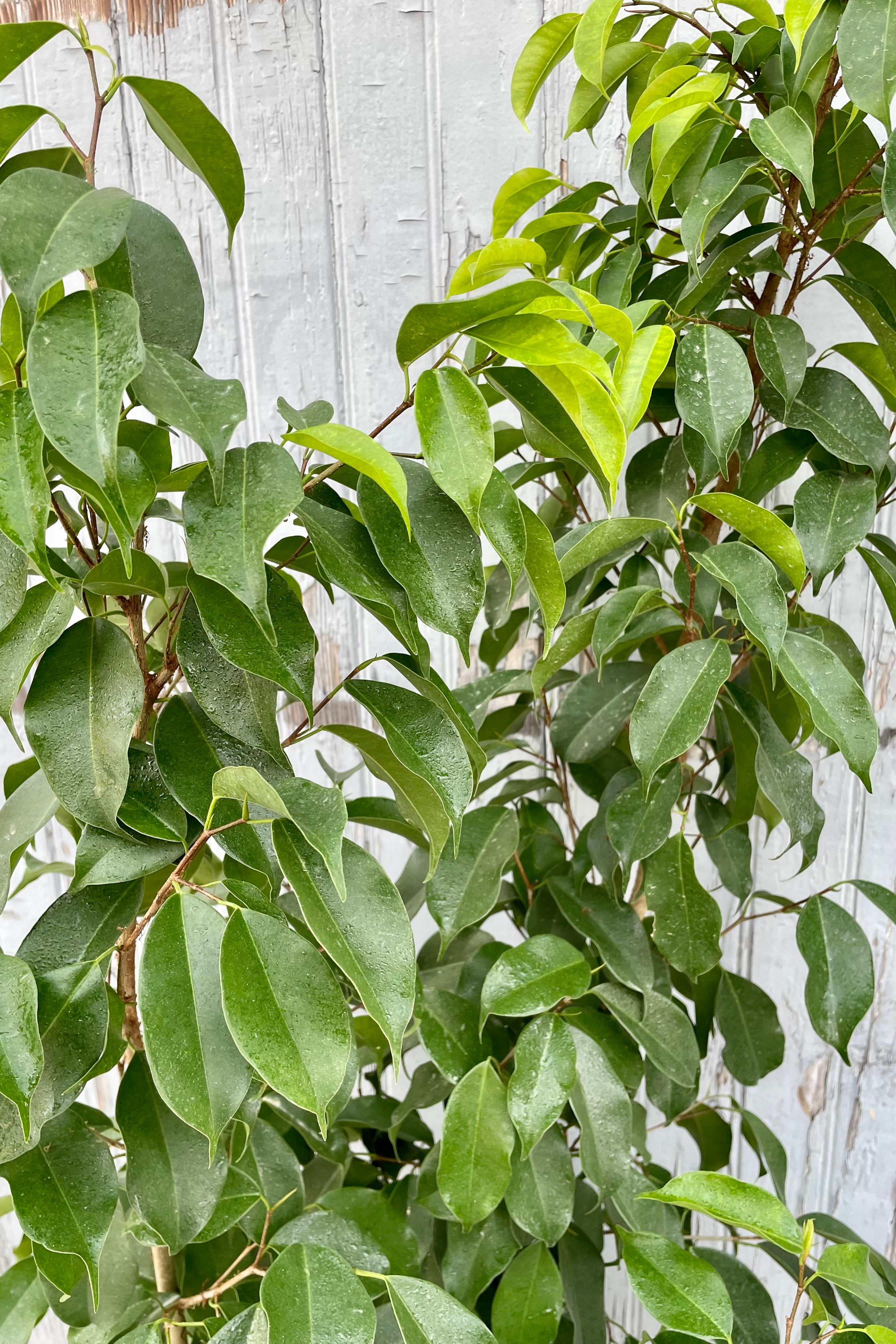 A detailed leaf view of Ficus benjamina 'Spire' 10" against wooden backdrop